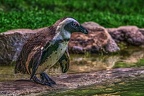 1026-spectacled penguin