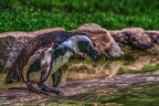 1030-spectacled penguin