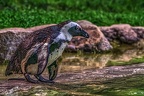 1032-spectacled penguin