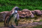 1034-spectacled penguin
