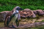 1035-spectacled penguin