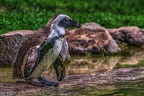 1039-spectacled penguin