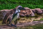 1040-spectacled penguin