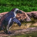 1048-spectacled penguin