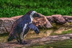 1048-spectacled penguin