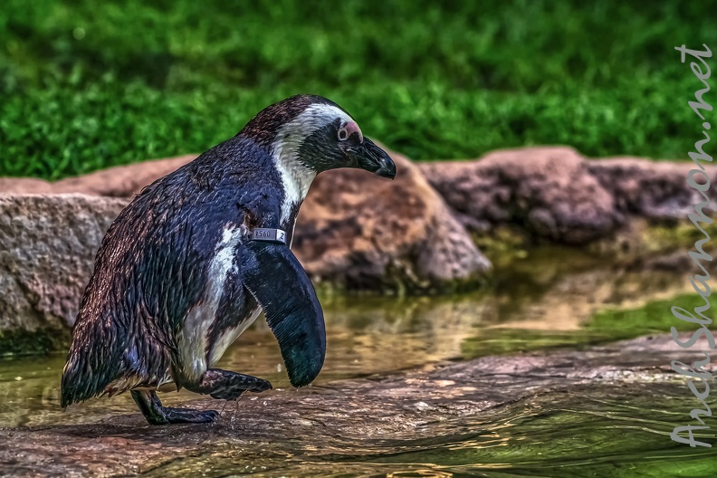1049-spectacled penguin.jpg