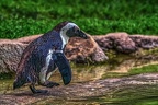 1049-spectacled penguin