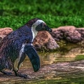 1050-spectacled penguin