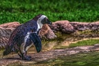 1052-spectacled penguin
