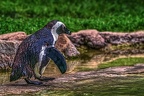 1053-spectacled penguin