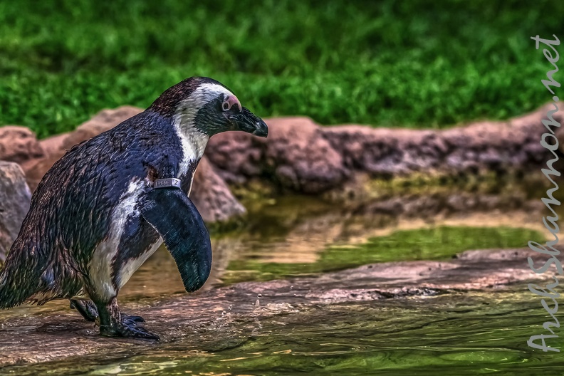 1056-spectacled penguin.jpg