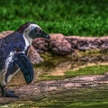 1056-spectacled penguin