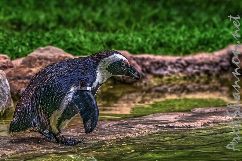 1057-spectacled penguin.jpg