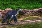 1057-spectacled penguin