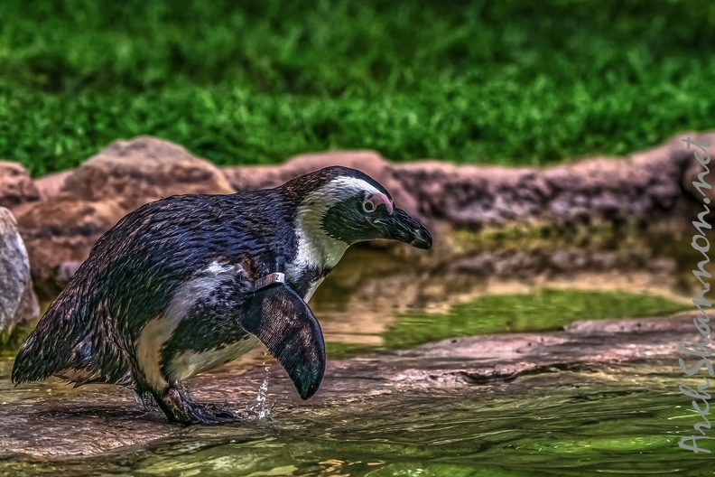 1058-spectacled penguin.jpg