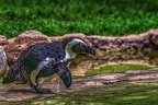 1058-spectacled penguin