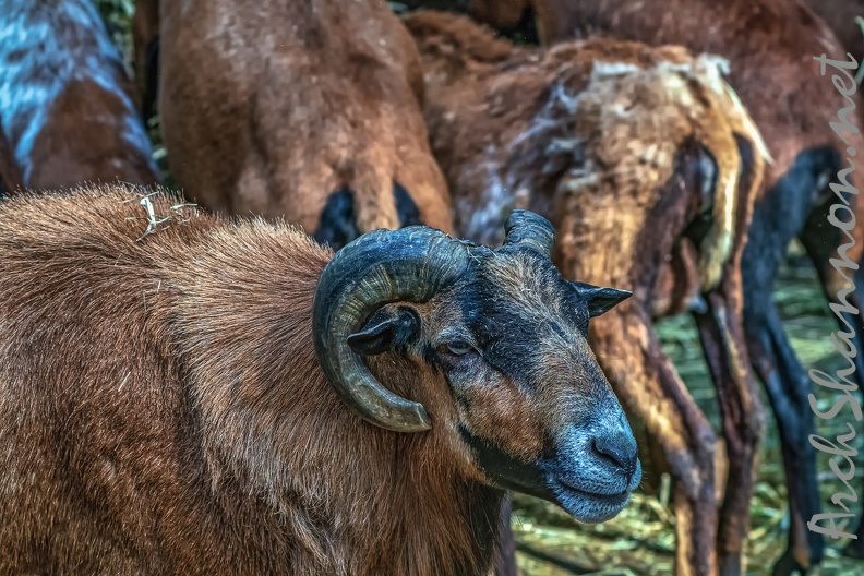 1064-cameroon sheep