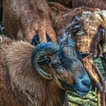 1064-cameroon sheep