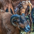 1065-cameroon sheep