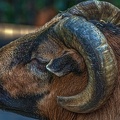 1068-cameroon sheep