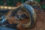 1068-cameroon sheep