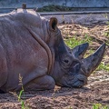1103-white rhinoceros