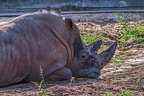 1104-white rhinoceros