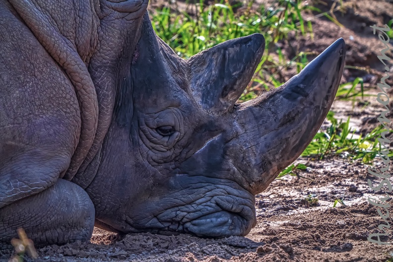 1105-white rhinoceros