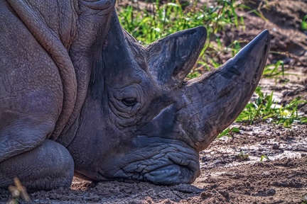 1105-white rhinoceros