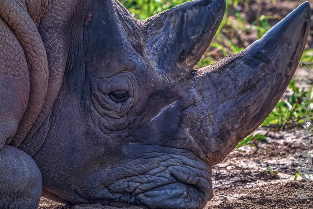 1106-white rhinoceros