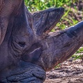 1107-white rhinoceros