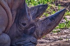 1107-white rhinoceros