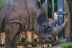 1108-white rhinoceros