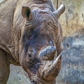 1109-white rhinoceros