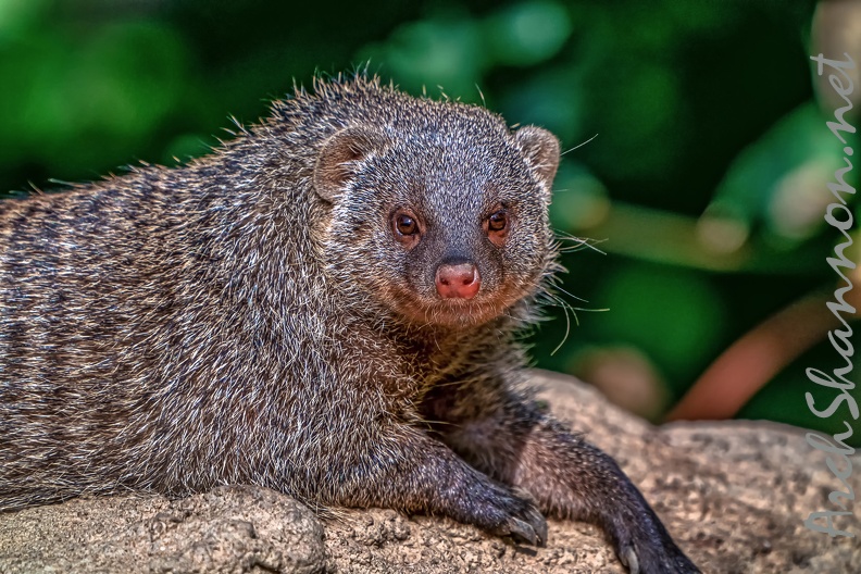 1134-zebra mongoose - 1134-zebra mongoose .jpg 1134-zebra mongoose .jpg