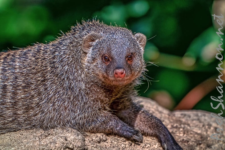 1134-zebra mongoose .jpg