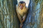 0066-pig monkey