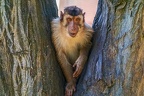 0068-pig monkey