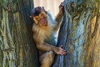 0086-pig monkey