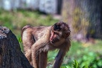 0088-pig monkey
