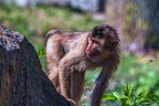0089-pig monkey