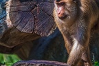 0110-pig monkey