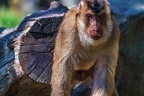 0114-pig monkey