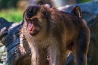 0119-pig monkey