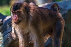 0120-pig monkey