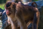 0121-pig monkey