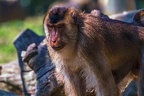 0122-pig monkey