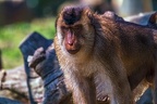 0123-pig monkey