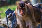 0124-pig monkey