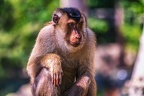0128-pig monkey